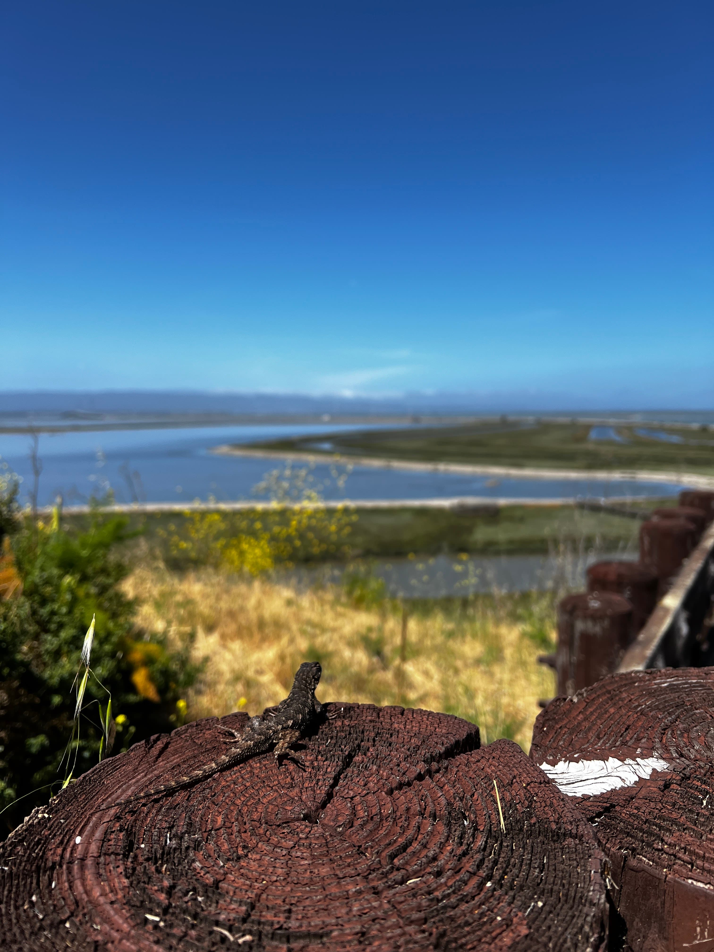 Don Edwards San Francisco Bay National Wildlife Refuge