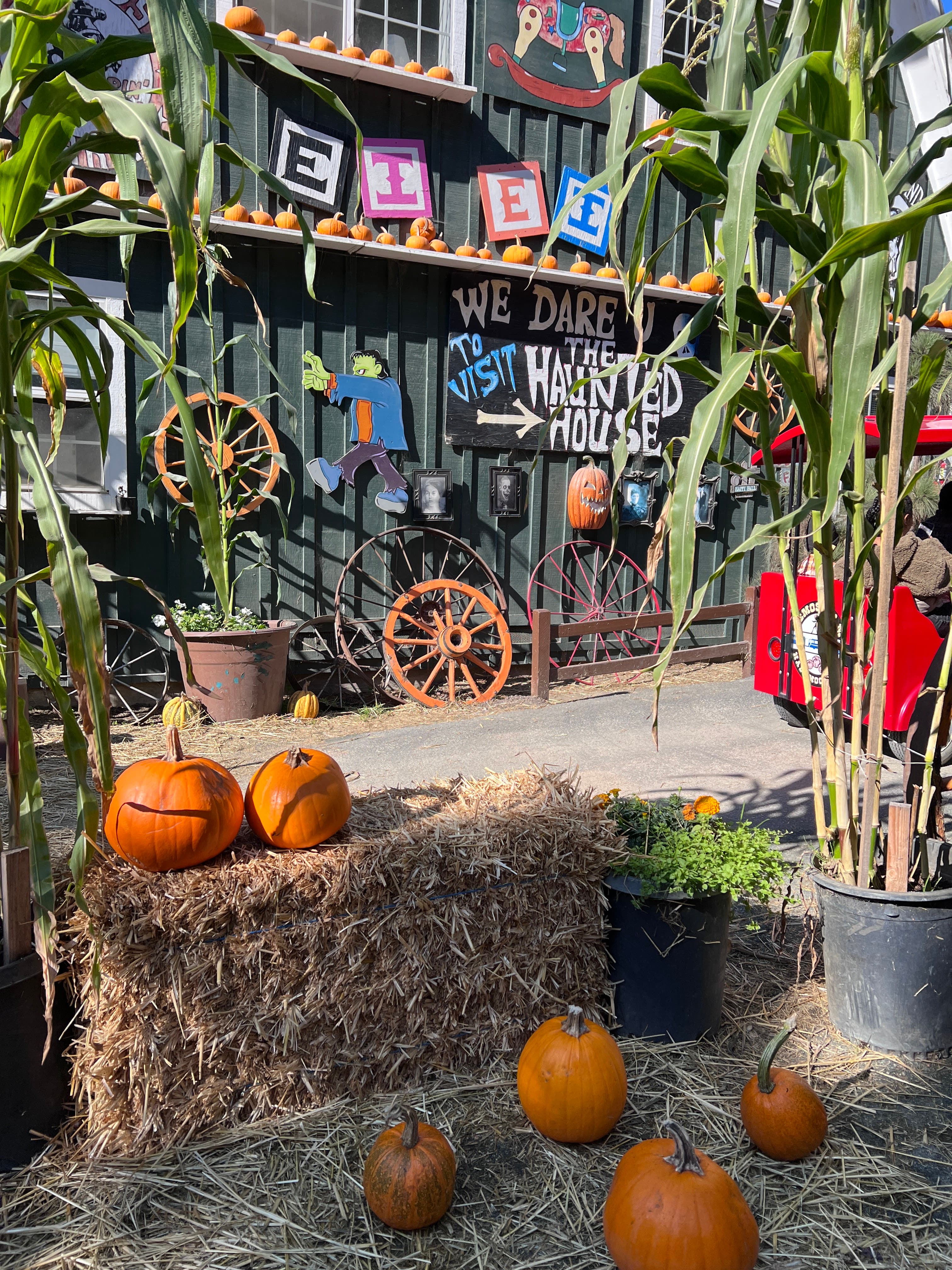 Half Moon Bay Pumpkin Farms