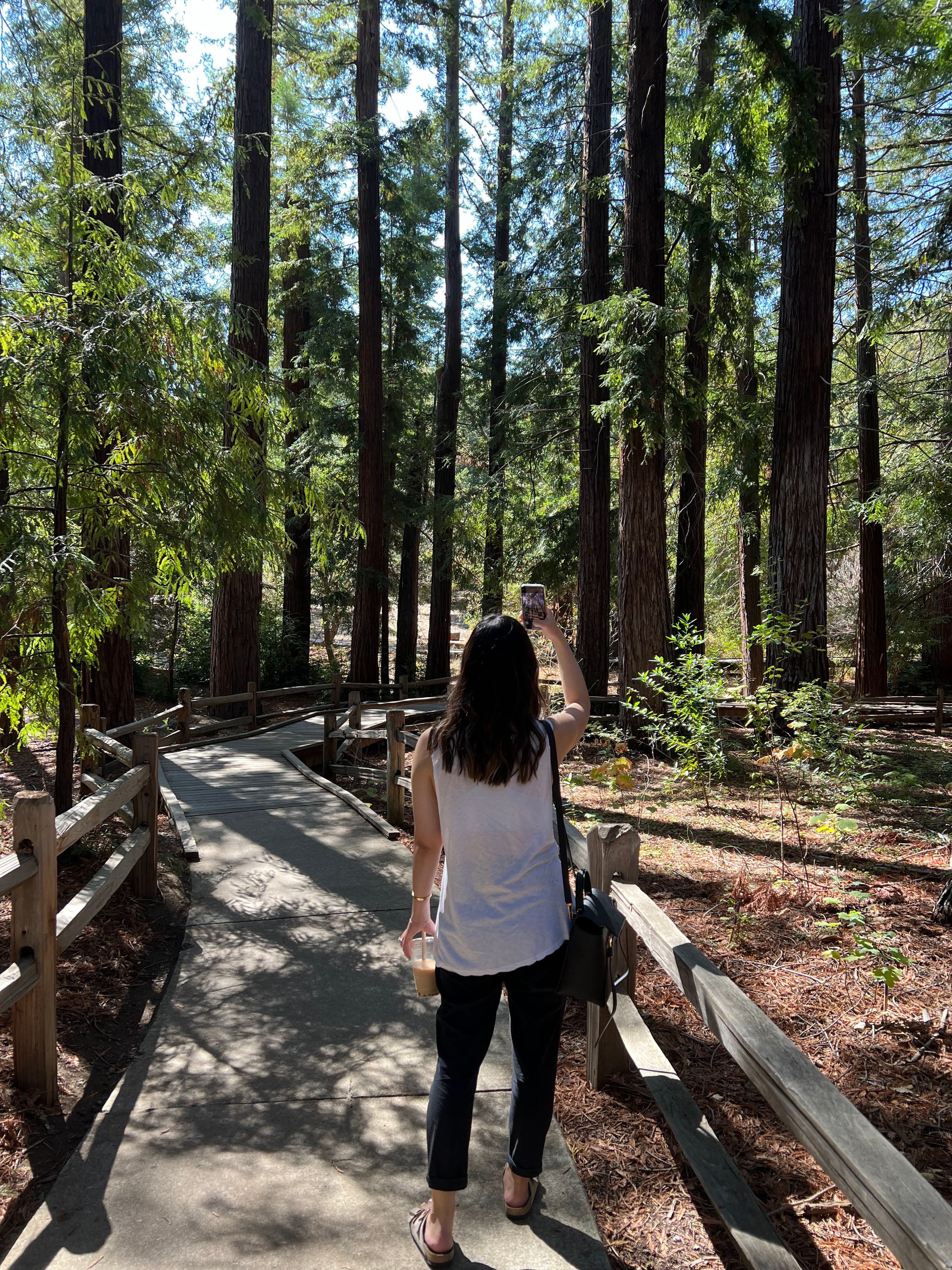 Redwood Grove Nature Preserve