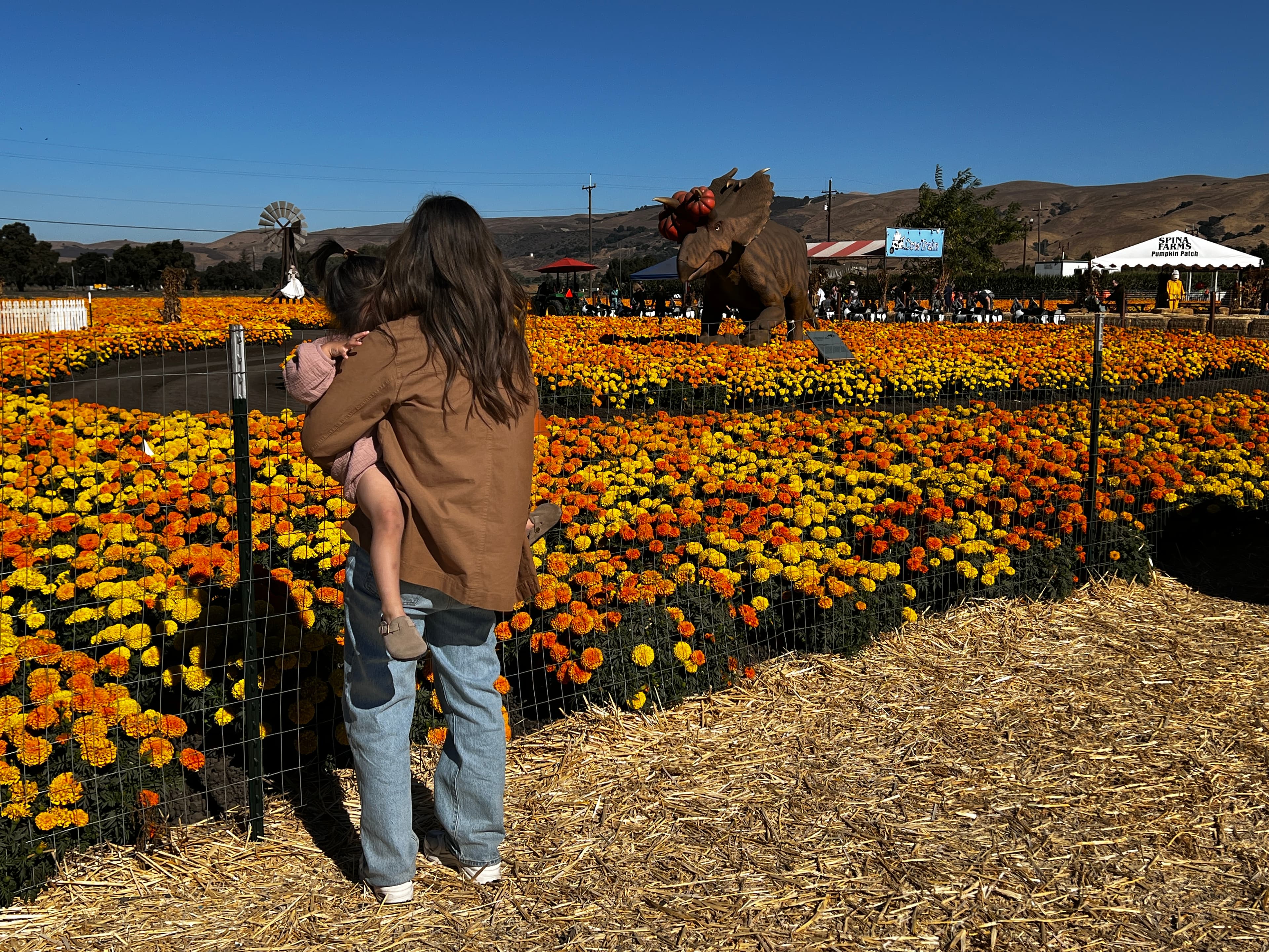 Spina Farms Pumpkin Patch